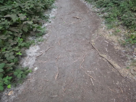 Tree roots on trail to the beach on the Columbia River side - all trails to the beaches are soft surface
